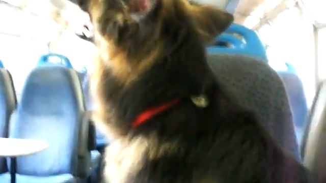 my beautifull dog Narco :-) смотреть онлайн