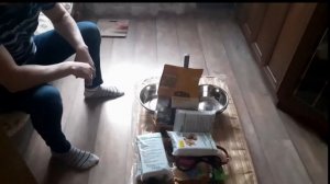 Щенок амстафф прибыл в новый дом.