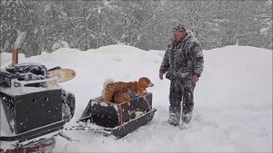 Охота на снегоходе с собаками