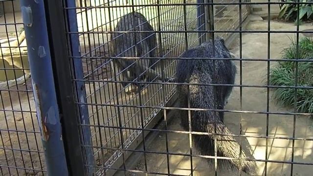 Токийский зоопарк 3 смотреть онлайн