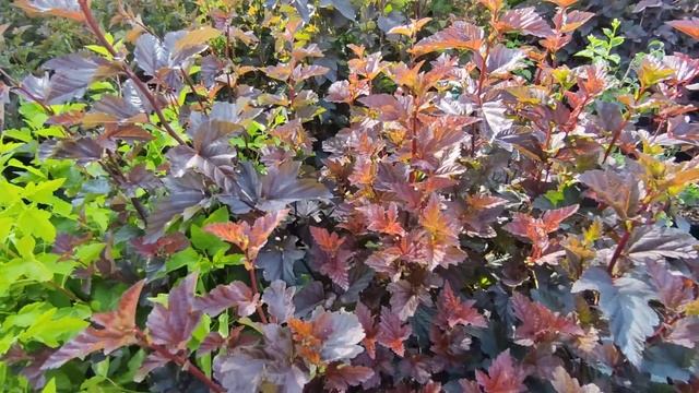 Саженцы кустарников - гортензий, барбарисов ,пузыреплодников в питомнике 'Сад 7 СОТОК " смотреть онлайн