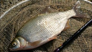 ? КАК ПОЙМАТЬ ГУСТЕРУ? СОВЕТЫ НАЧИНАЮЩЕМУ.