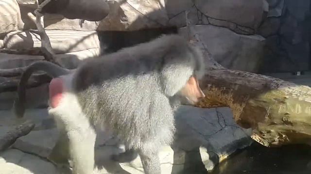 2014.10.31 Обезьяна капуцин Масяня. В зоопарке Анапы. смотреть онлайн