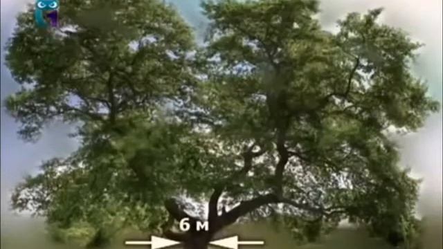 Платан смотреть онлайн