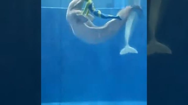 Аквалангистки и белуги (видео не моё) смотреть онлайн