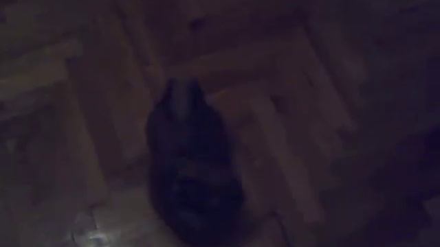 моя любимая Сонечка! ПЕКИНЕС)) funny смотреть онлайн