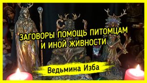 ЗАГОВОРЫ ПОМОЩЬ ПИТОМЦАМ И ИНОЙ ЖИВНОСТИ. ДЛЯ ВСЕХ. ВЕДЬМИНА ИЗБА ▶️ ИНГА ХОСРОЕВА