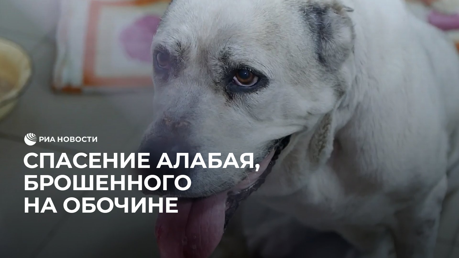 Спасение брошенной. Спасение брошенной