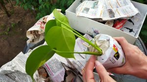 Распаковка посылки с комнатными цветами: вариегатная монстера Еллоу Сплеш, как упакована