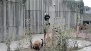 Кунг фу панды в реальной жизни