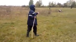 Как мы пасли коров в деревне. 2013 год