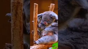 Друзья, берегите животных!