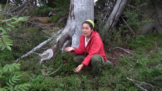 Черника. 10 смотреть онлайн