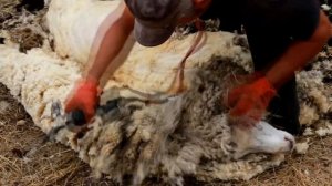 Стирижка овец баранов