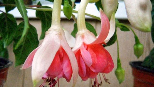 Фуксия — выращивание и уход в домашних условиях смотреть онлайн