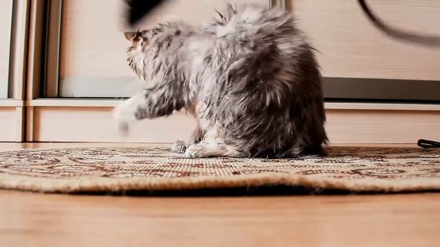 Кота моют и сушат феном