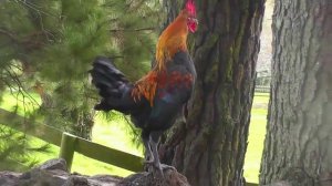 Учим Домашних Животных/ Звуки Домашних Животных для малышей/ Развивающие видео для самых маленьких.