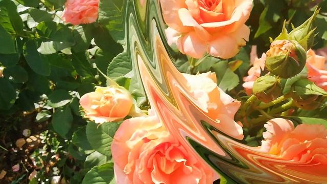 Роза Вивьен Вествуд смотреть онлайн