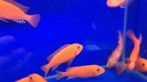 Псевдотрофеус Красная зебра (Pseudotropheus Red Zebra) продажа оптом