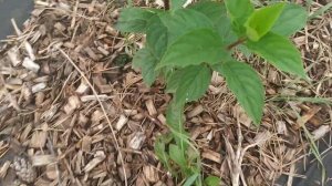 Гортензия Литл Фрайз. Моя прошлогодняя покупочка.