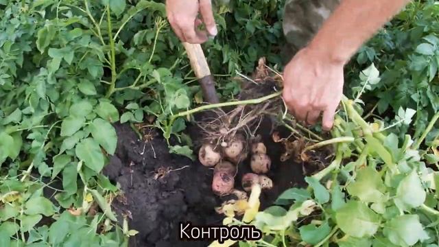Как увеличить урожайность картофеля? Применение Басфолиар Келп при протравке клубней