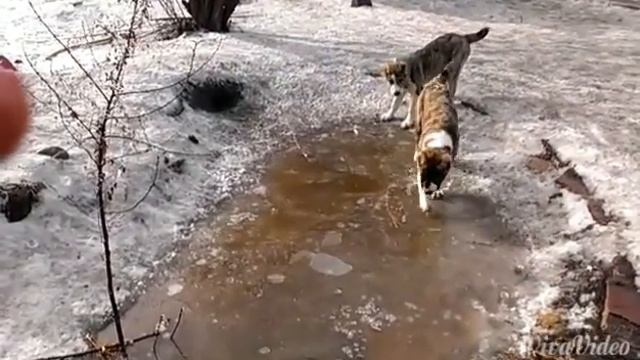 Щенки алабая 4 месяца смотреть онлайн