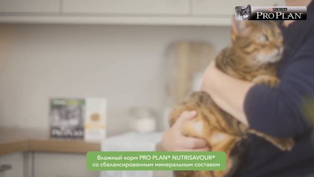PRO PLAN® NUTRISAVOUR® для кошек с индивидуальными потребностями смотреть онлайн