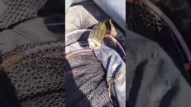 Рыбалка на змееголова. Часть 8 Snakehead part 8#змееголов#рыбалка#fishing