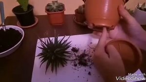 Хавортия. Размножение детками. Как посадить суккулент.