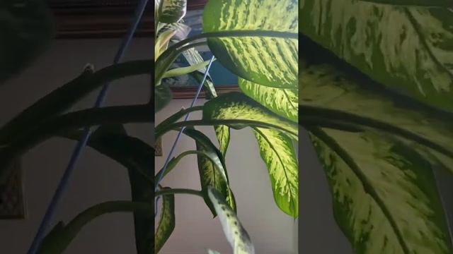 Dieffenbachia amoena (Dumb cane plant) growing weirdly