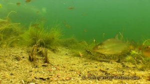 Fishing wt mormyshka for Perch, roach, rudd. Underwater camera. Рыбалка: плотва, окунь и мормышка