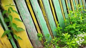 Посадка плетистой розы в открытый грунт