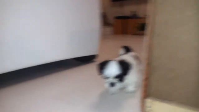 Щенок ши-тцу девочка смотреть онлайн