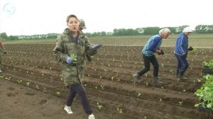 Хозяйства Новосибирской области приступили к посадке овощей. Какие технологии используют аграрии?