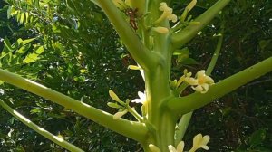 como diferenciar una mata de papaya si es hembra o macho