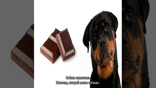 Почему собакам нельзя шоколад: что делать если съела смотреть онлайн