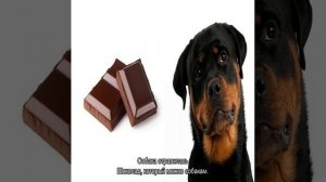 Почему собакам нельзя шоколад: что делать если съела