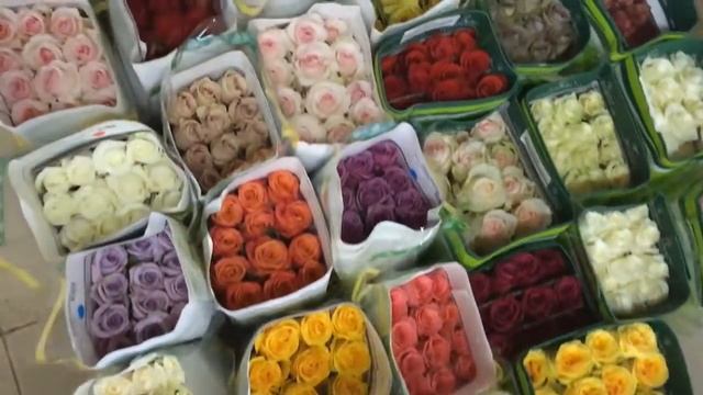 Розы оптом в Челябинске | DARIROZA смотреть онлайн