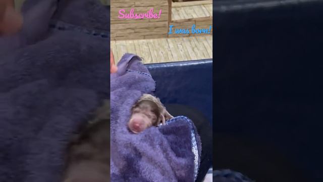 Newborn puppy Weimaraner 😍 #puppy #weimaraner #funnyvideo #cutepuppy #cute #funnyanimals