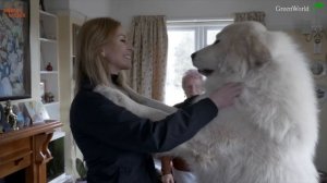 THE PYRENEAN MOUNTAIN DOG - DANGEROUS OR PROTECTOR? - Great Pyrenees