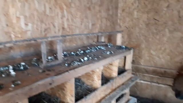 гнезда и насесты в курятнике... смотреть онлайн