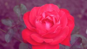 "Верни мне музыку". Театр мюзикла СГДФ (Екатеринбург)