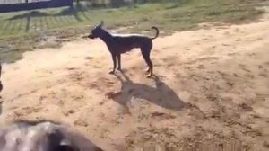 Ксолоитцкуинтли