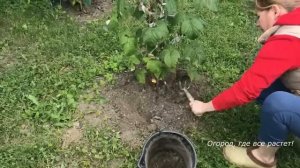 402. Сохнет малина , что делать