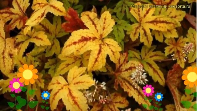 Гейхерелла гибридная Санрайз Фолз. Краткий обзор, описание характеристик, где купить саженцы смотреть онлайн