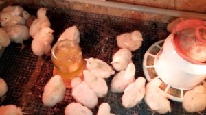 Выращивание бройлера росс 308 .Выращивание бройлера на даче. Цыплята бройлера росс 308 50 штук.