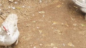 Рубрика #Ответы_подписчикам. "Утята падают на ноги", Выводимость утят под уткой"