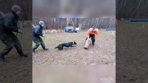 Голландская овчарка, Хердер и Малинуа, Бельгийская овчарка - Мондьоринг