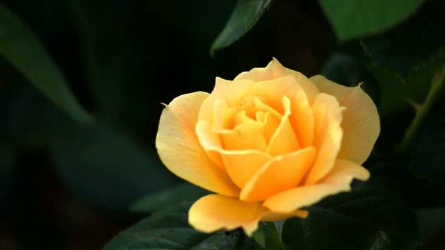 Канал новых русских хитов музыки и видео онлайн смотреть онлайн