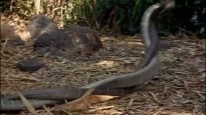 Королевская Кобра !Топ 10 удивительные факты о королевской кобре